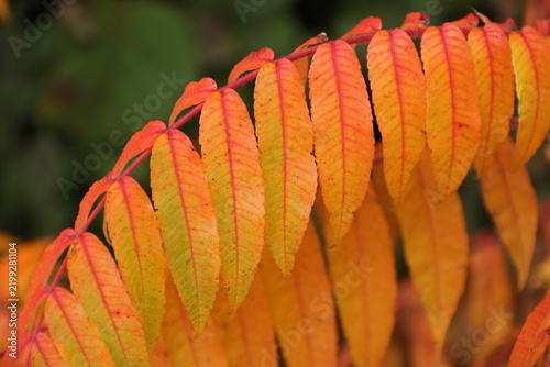 Bunte Blätter in der Natur in kräftigem Orange im Herbst
