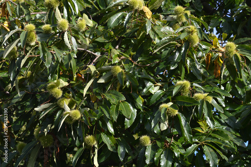 Kastanien am Baum im Herbst