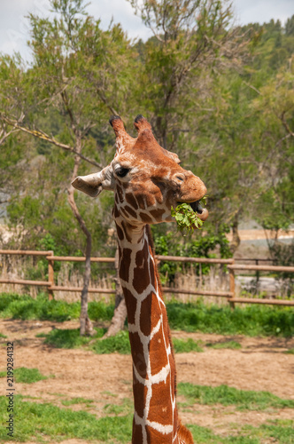 Photography Giraffe at the Sigean Safari Park, France