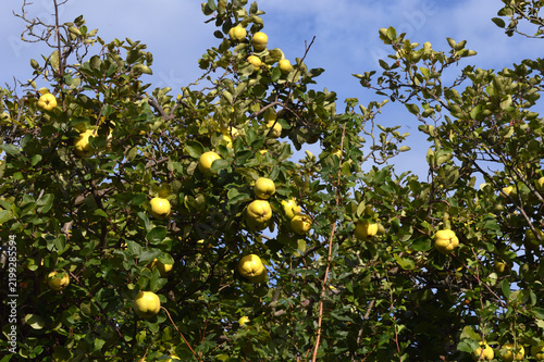 Quitten, läutend gelb an Baum im Herbst