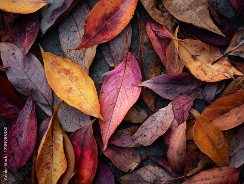 A top view flatlay pattern of colorful autumn leaves in muted fall tones spread across a dark background, ideal for phone wallpaper.