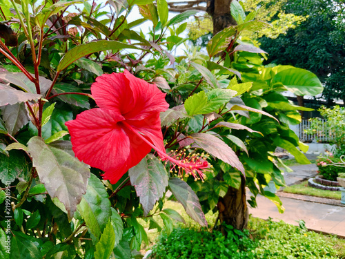 Fotografía Close-up photo of a vibrant red Hibiscus rosa-sinensis flower in a garden
