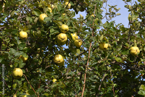 Quitten, läutend gelb an Baum im Herbst