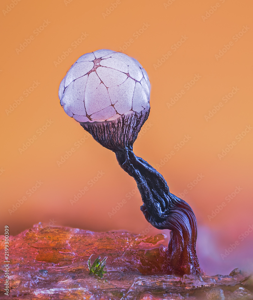 Obraz premium Slime mold - Cribraria rufa, it's a small protist organism