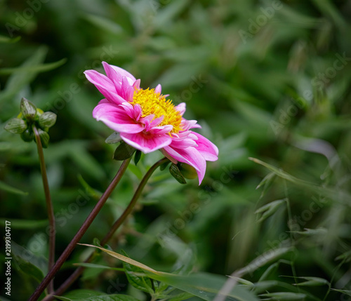 Beautiful pink dahlia