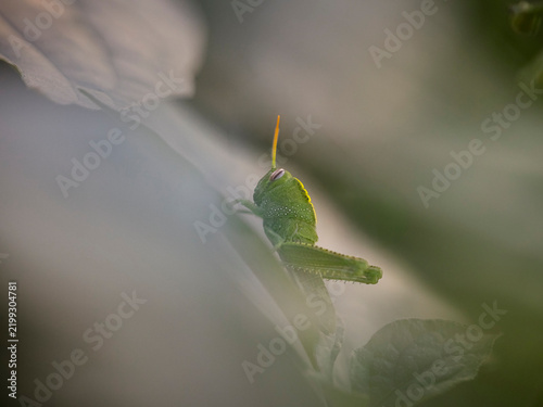 Green grasshopper macro