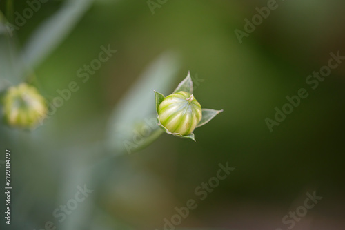Spring wild small flowers