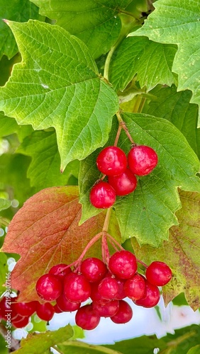  Vertical close-up of a guelder-rose (Viburnum opulus) branch: two clusters of glossy red berries beneath trilobed serrated leaves, some turning autumn red.