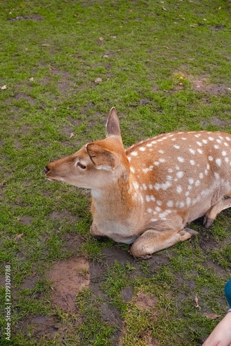 Bild auf Leinwand Graceful fallow deer lying peacefully on vibrant green grass in an open meadow,
