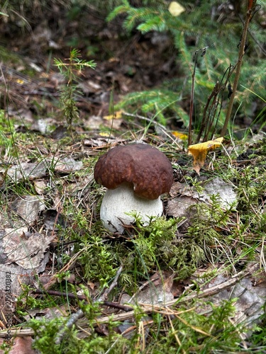 Foto Feiner Steinpilz