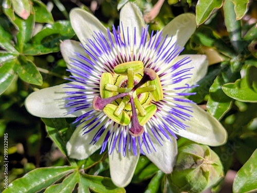 Passion flower in the garden