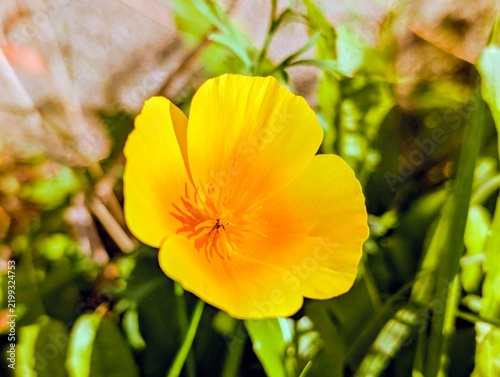yellow flower in the garden