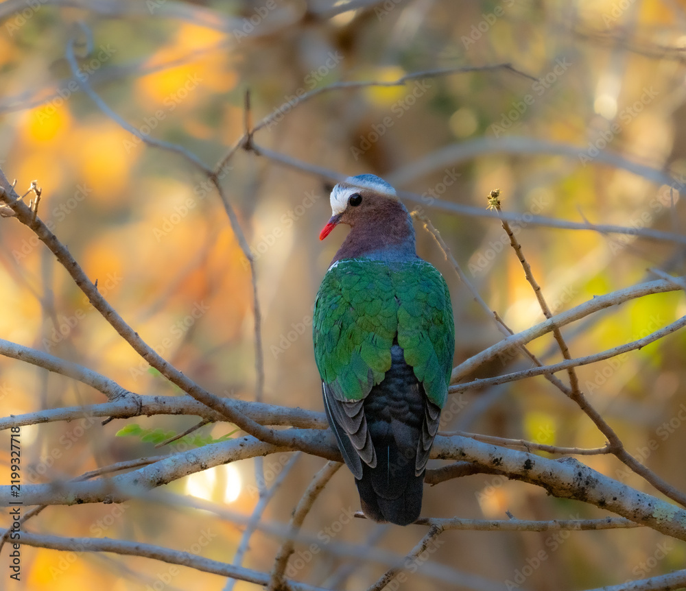 Fototapeta premium Asian Emerald Dove Perched in Forest Branches in Sri Lanka