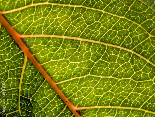 green leaf texture