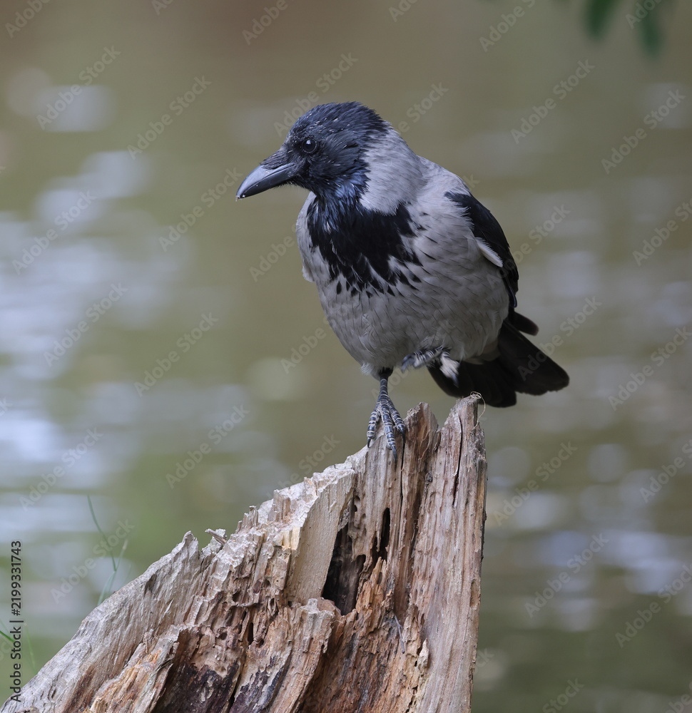 Obraz premium The crow is sitting on a sharp, dry stump, tucking one leg under itself