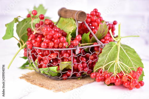 Fresh viburnum berries in a metal basket on a white background. Close-up.
