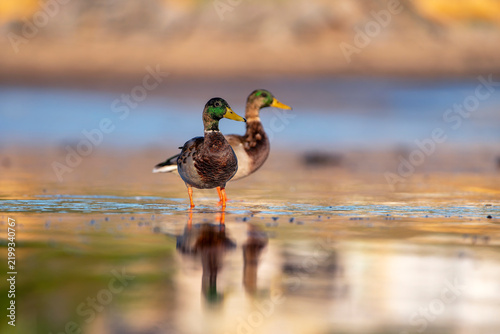 Male mallard duck on the shore of the pond.