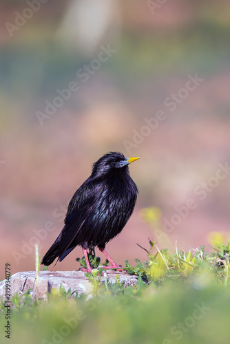 Spotless starling perched on a stone