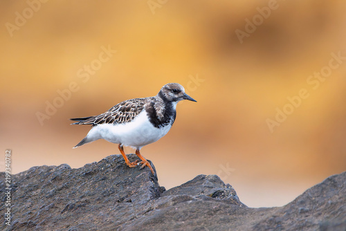 Ruddy turnstone perched on the shore.