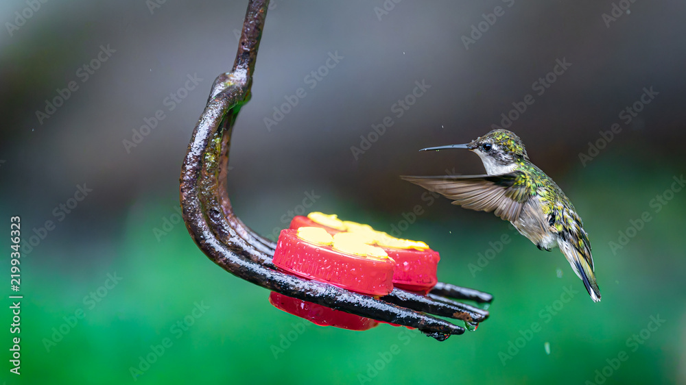 Fototapeta premium A female ruby-throated hummingbird is getting a drink at the button feeder while it is raining. A summer rain, here in Windsor in Upstate NY, does not stop this bird from feeding among the raindrops.