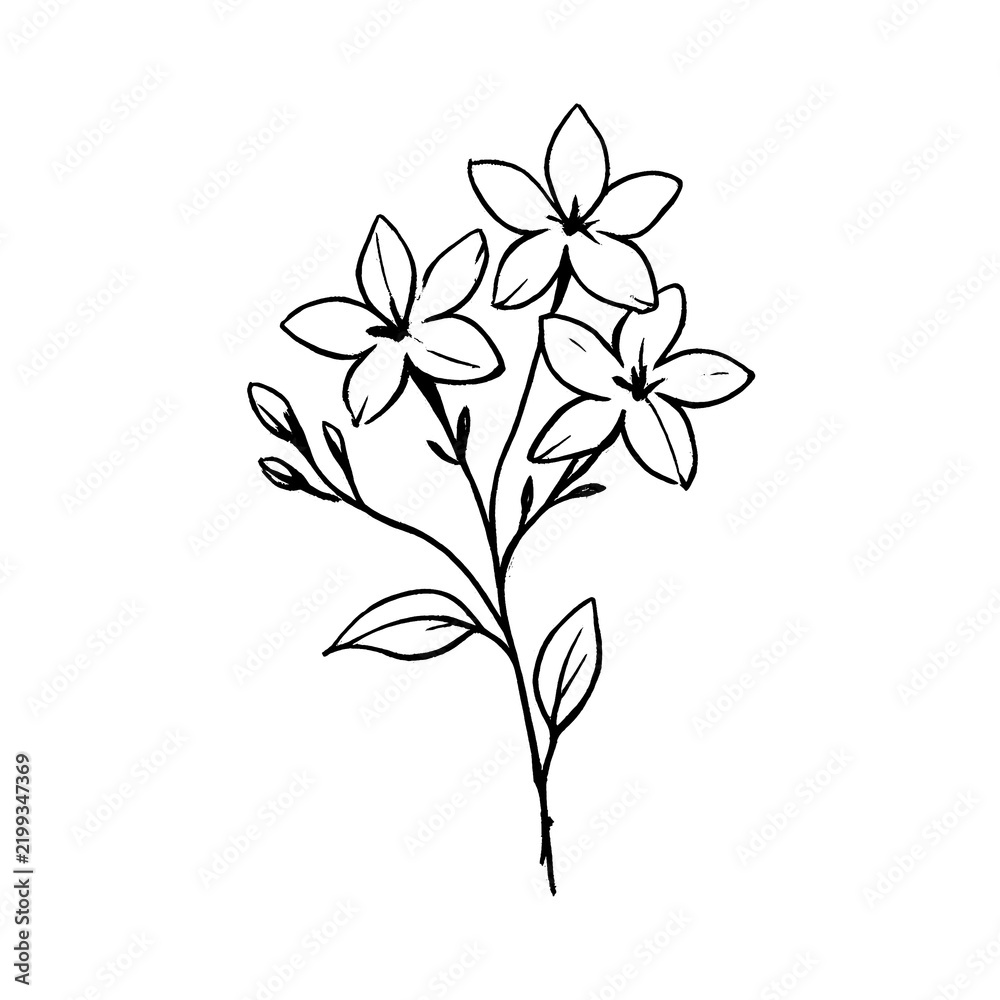 Obraz premium PNG Elegant floral line art design.