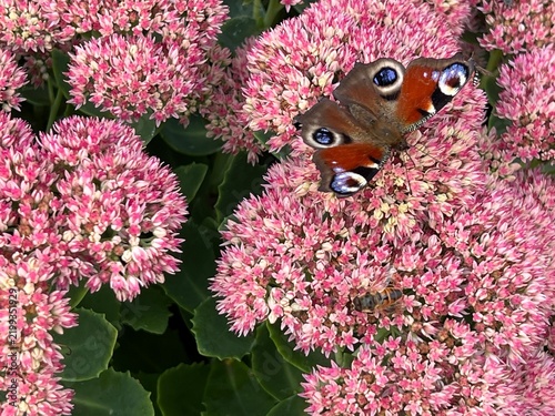 Foto Peacock butterfly (Latin: Aglais io) on Hylotelephium spectabile (showy stonecrop) flowers