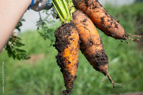 A hand in a garden glove holding fresh harvested carrots with soil, still attached to green tops.
