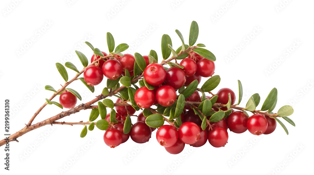 Obraz premium Rich cluster of ripe red cranberries on a leafy branch as transparent cutout