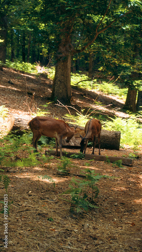 Fotografie Two deer feeding at a wooden trough in a sunlit forest