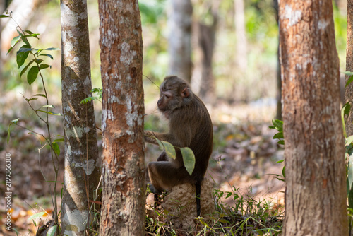 Photography Monkey sitting on a rock among tree trunks in a forest.