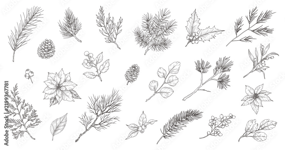 Obraz premium Winter branches, flowers, leaves. Hand drawn line art style plants for Christmas decor. Spruce branches, berries, holly, flowers, pine cones, coniferous greenery, poinsettia. Vector illustration