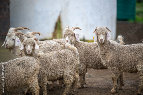 Bild auf Leinwand Group of angora goats looking at camera
