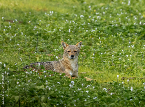 Obraz na plátně Golden Jackal Resting in Flowering Grassland in Sri Lanka
