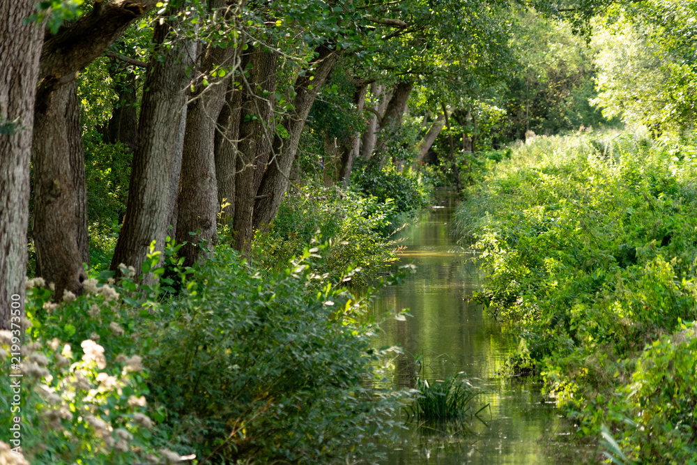 Obraz premium Scenic view of a calm river winding through a dense green forest with overhanging deciduous trees and lush vegetation in bright daylight.