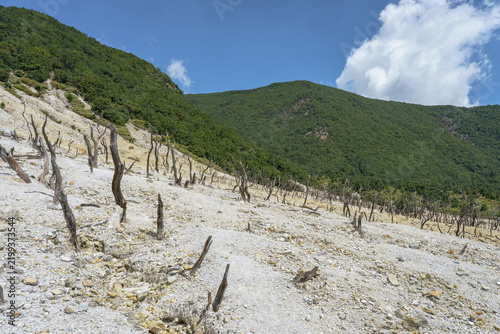 Java. Dead Forest in Tangkuban Perahu Volcano. Indonesia 