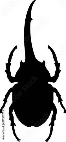 horned beetle insect black