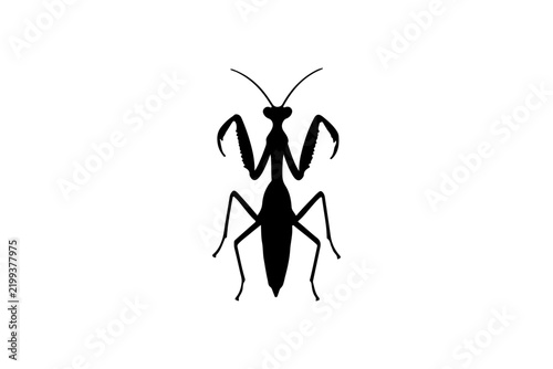 Grasshopper insect