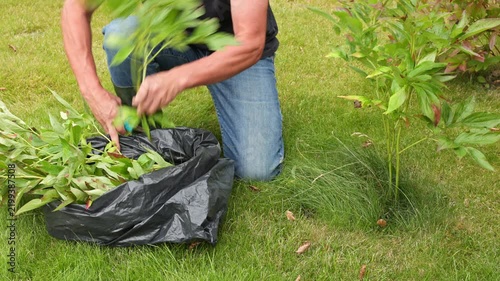 Close-up view of man pruning peony stems and placing cuttings into garden waste bag in autumn. Sweden.