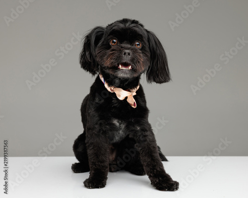 Photography Astonished bichon metis dog wearing a bowtie looking away