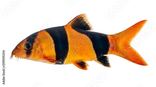 Stunning clown loach fish with vibrant orange and black stripes isolated on white background