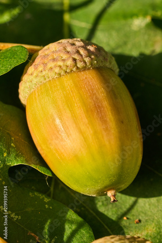 Obraz na płótnie Eichel, glans, Nussfrucht des Eichenbaums