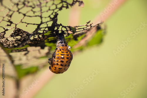 Macro photo of a Chrysomela populi pupa hanging on a damaged leaf, detailed insect life cycle close-up