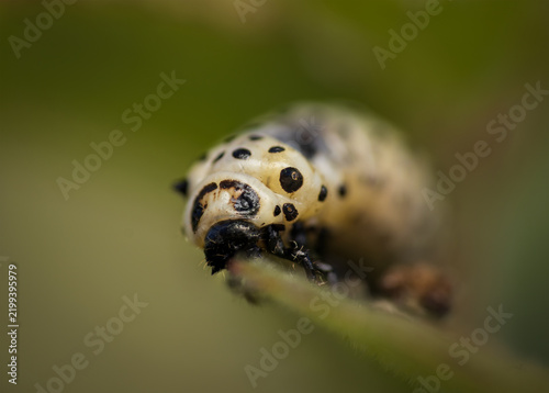 Macro photo of a Chrysomela populi larva with black spots on a green leaf, detailed wildlife close-up