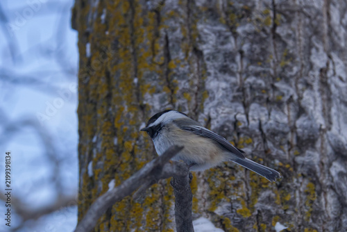 A Black-capped Chickadee in Winter.