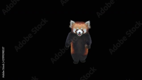 Cute 3D animated red panda dancing rumba with alpha channel. Cartoon animal character isolated for compositing, motion graphics, video editing, and digital content creation.