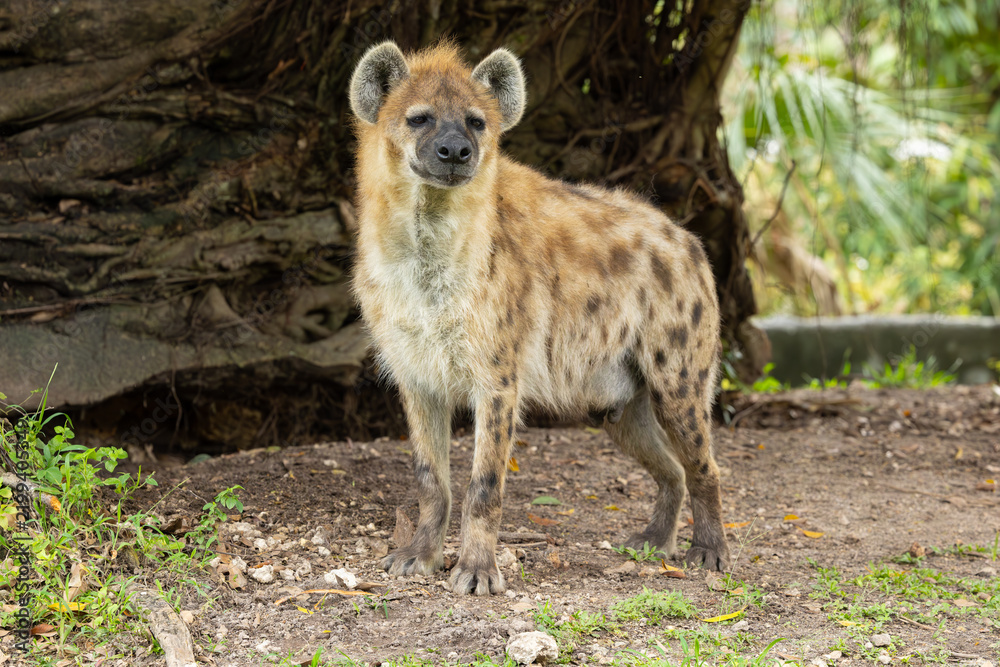 Obraz premium Spotted hyena. Miami Metro Zoo, Miami, Florida, USA. 
