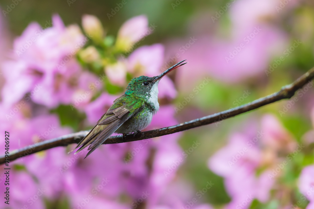 Obraz premium Andean Emerald hummingbird (Amazilia franciae) perched on a slender branch against a colorful blurry background in the cloud forest of Ecuador.