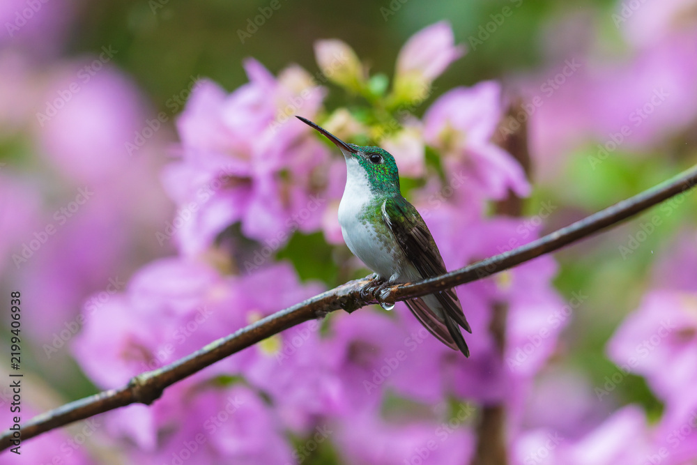 Obraz premium Andean Emerald hummingbird (Amazilia franciae) perched on a slender branch against a colorful blurry background in the cloud forest of Ecuador.