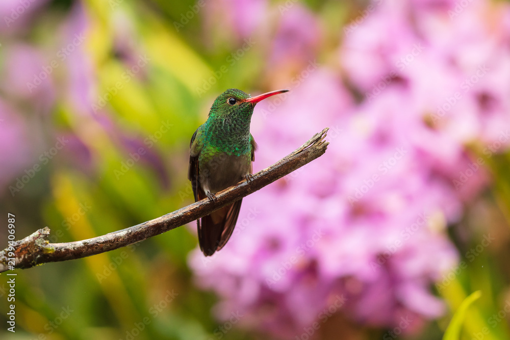 Fototapeta premium Rufous-tailed Hummingbird (Amazilia tzacatl) perched on a branch against a blurred pink background in the tropical rainforest of Ecuador.