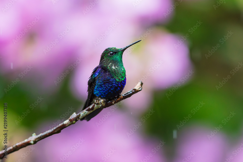Obraz premium Crowned Woodnymph hummingbird (Thalurania colombica) perched on a thin branch against a blurred pink background in the cloud forest of Ecuador.